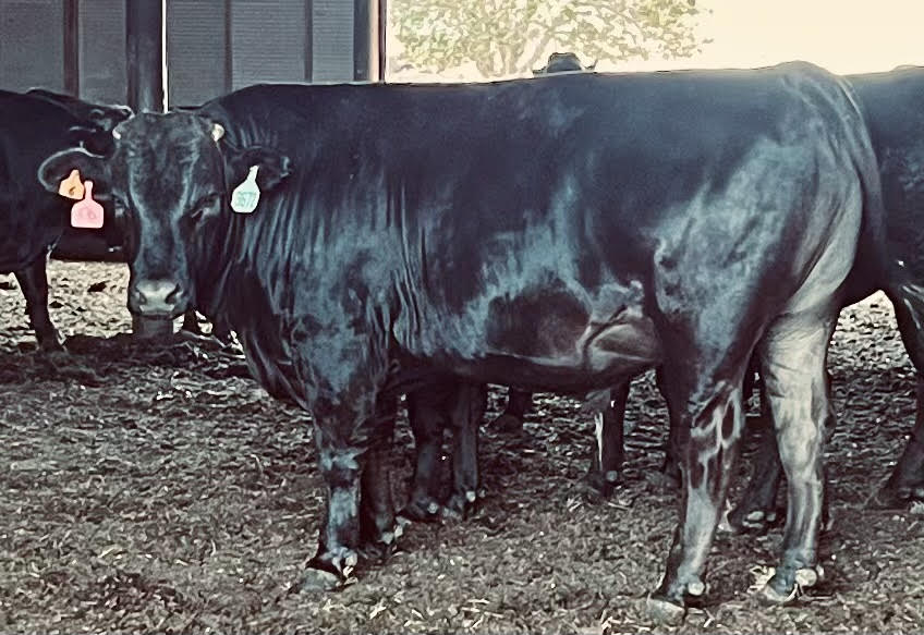 100 Head Fullblood Wagyu Steers